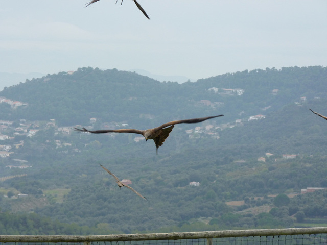 No s'ha trobat l'arxiu
